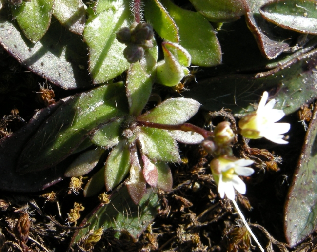 Erophila verna (L.) Chevall.